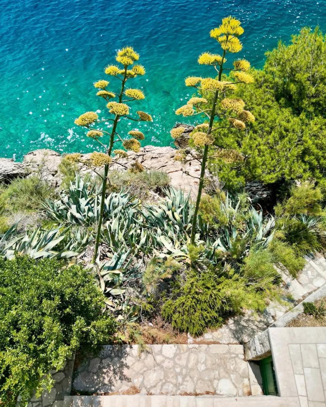 Apartment Villa Mirna Makarska Exterior photo